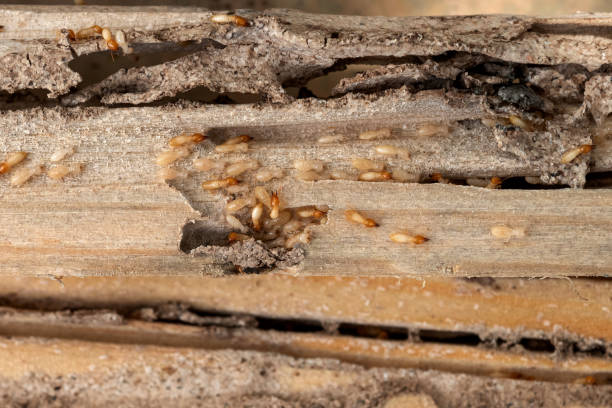 Best Mosquito Control Services  in Trumann, AR